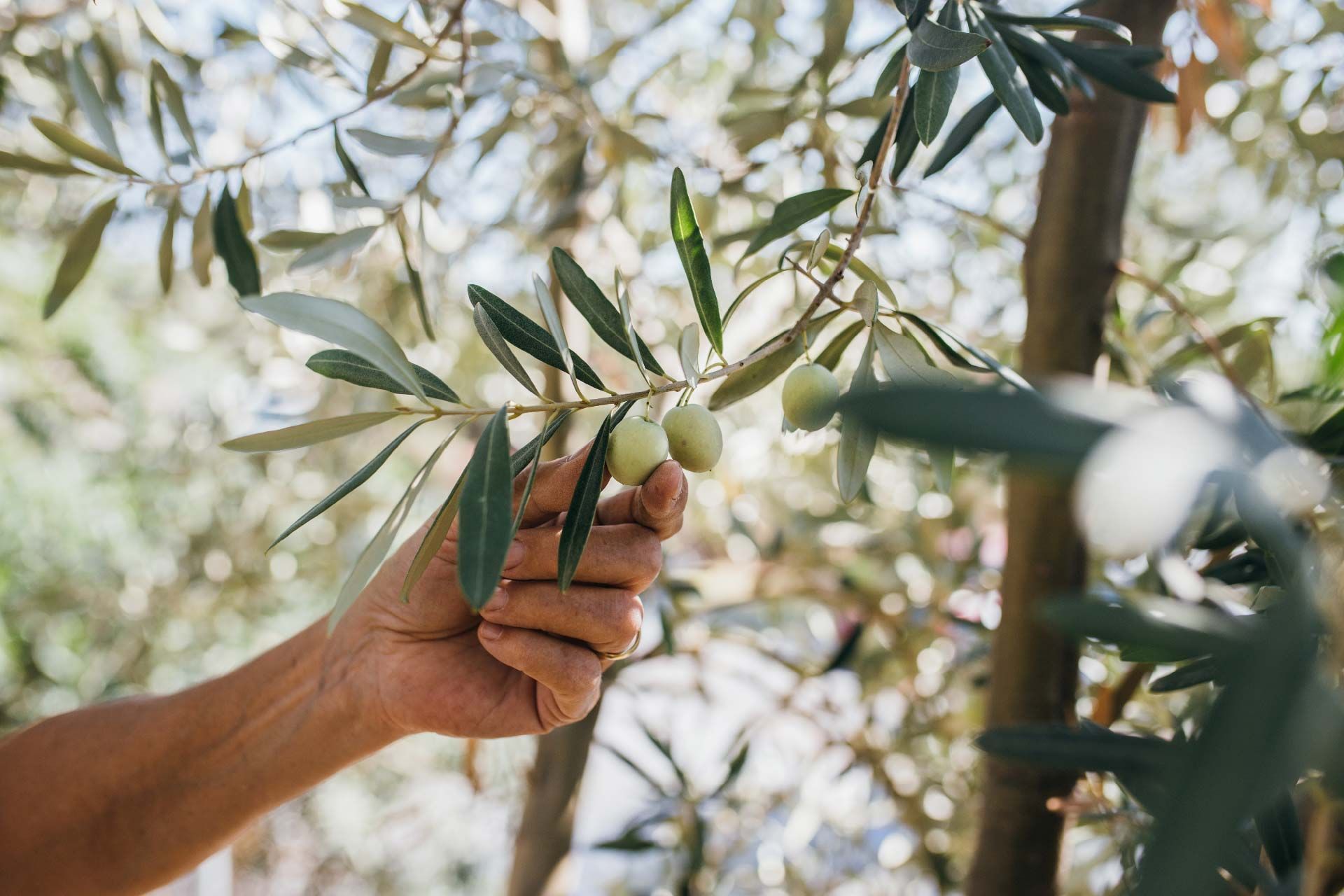 Villa del Mar - olive oil